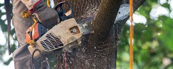 Best Hazardous Tree Removal  in Oriole Beach, FL