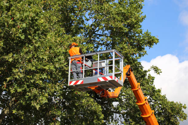 Best Tree Trimming and Pruning  in Oriole Beach, FL