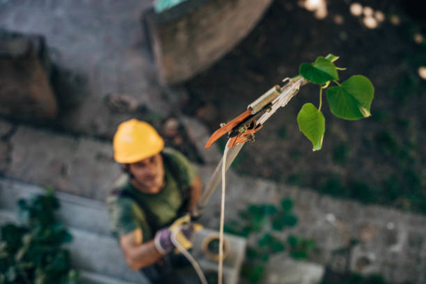 Professional Tree Services in Oriole Beach, FL