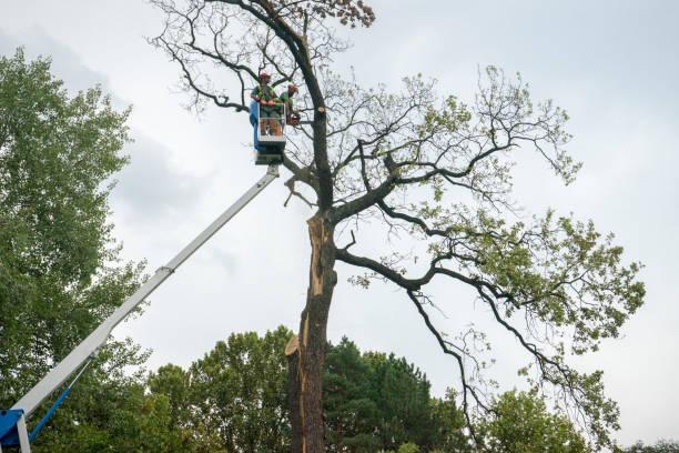 Best Seasonal Cleanup (Spring/Fall)  in Oriole Beach, FL