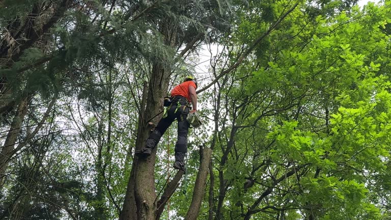 Leaf Removal in Oriole Beach, FL