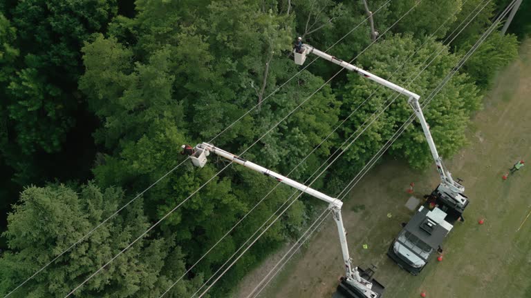 Best Tree Removal  in Oriole Beach, FL